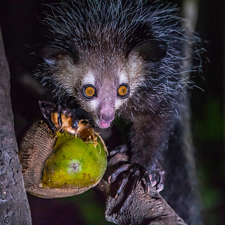 Aye-Aye