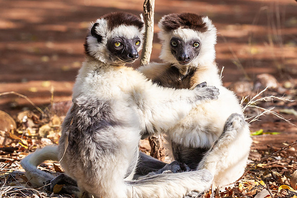 Verreaux's Sifaka Lemurs