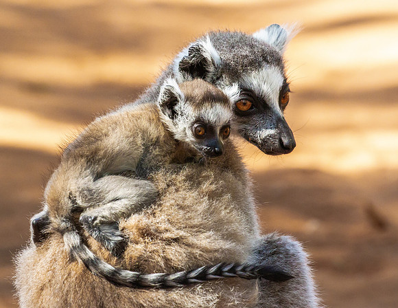Ring Tailed Lemur