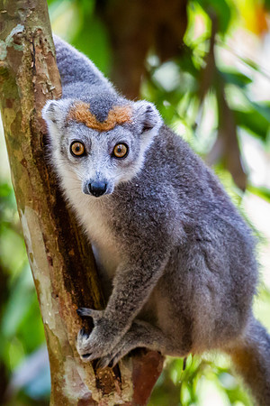 Crowned Lemur