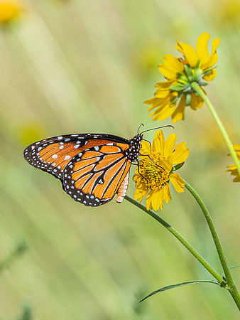 Queen Butterfly