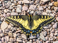 Common Anise Swallowtail Butterfly