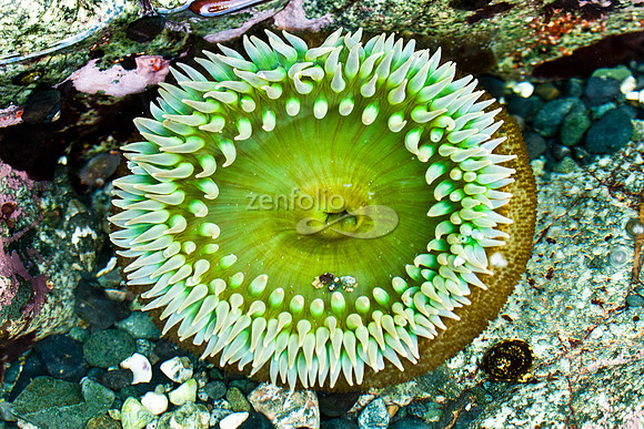 Sea Anemone