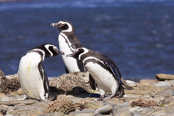 Magellanic Penguins