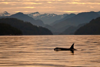Orca at Dawn
