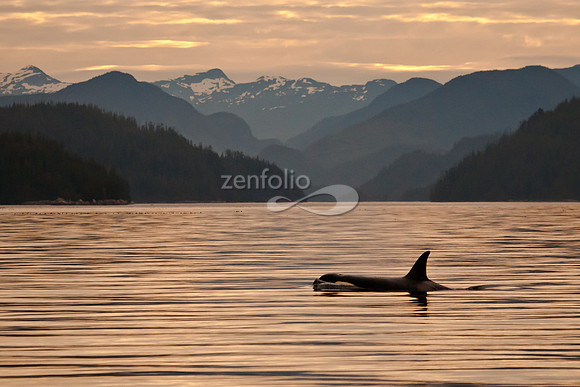 Orca at Dawn
