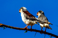 African Pygmy Falcon