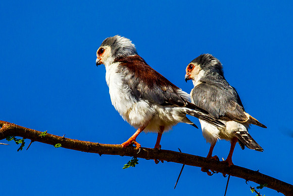 African Pygmy Falcon