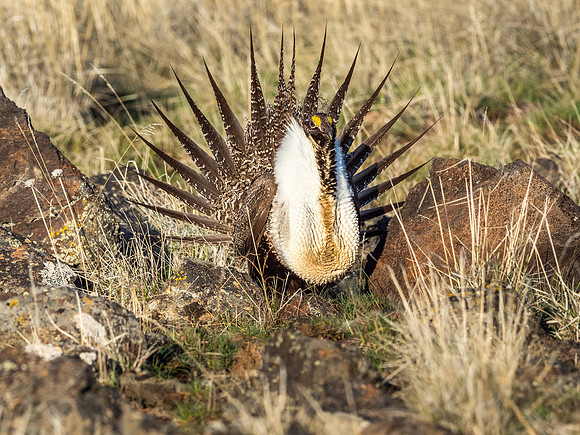 Greater Sage Grouse