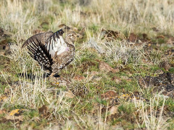 Greater Sage Grouse