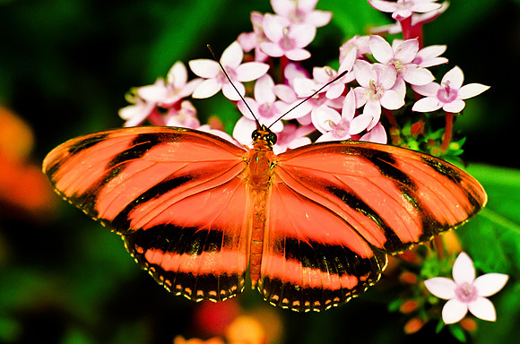 Banded Orange Heliconian