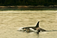 Orca