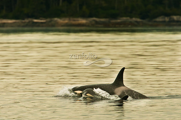 Orca