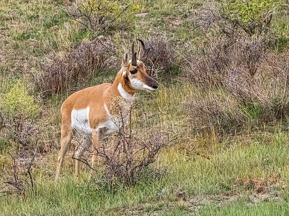 Pronghorn