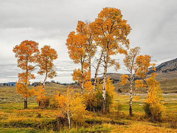 Cottonwoods