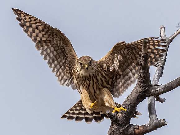 Merlin