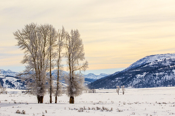 Lamar Valley