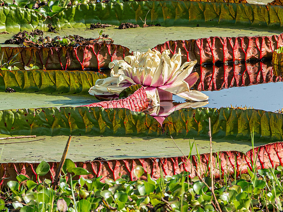 Victoria Amazonica