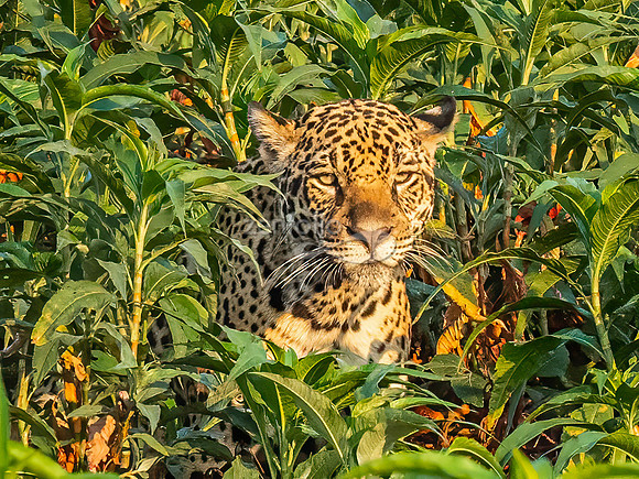 Jaguar