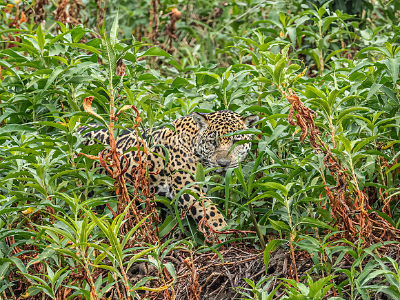 Jaguar