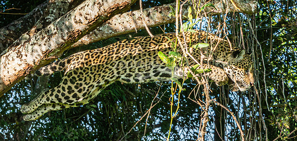 Jaguar
