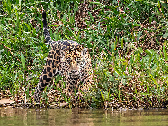 Jaguar