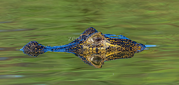 Caiman