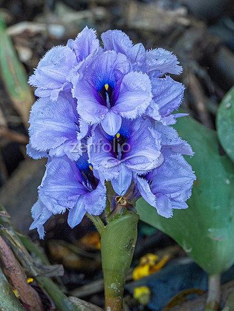Water Hyacinth