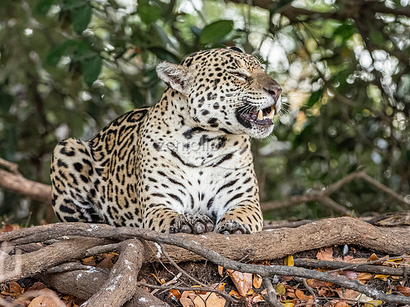 Jaguar