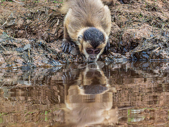 Adult Azara's Capuchin Monkey