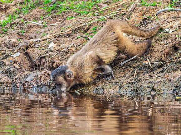 Adult Azara's Capuchin Monkey