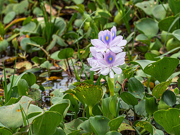 Flowerin Common Water Hyacinth