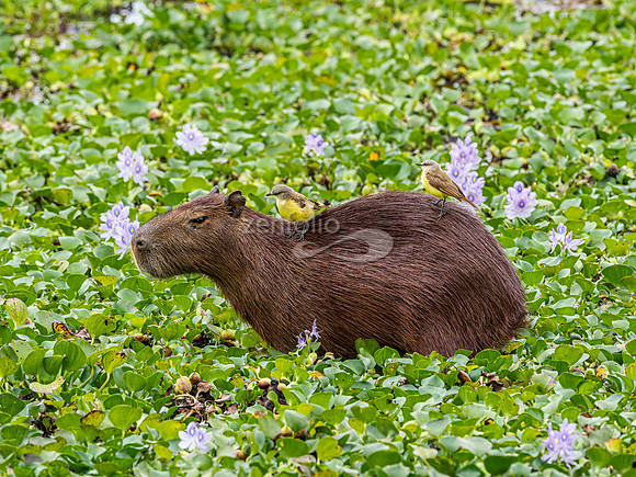 Single Adult Capybara
