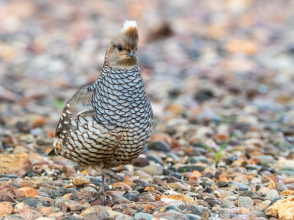 Scaled Quail