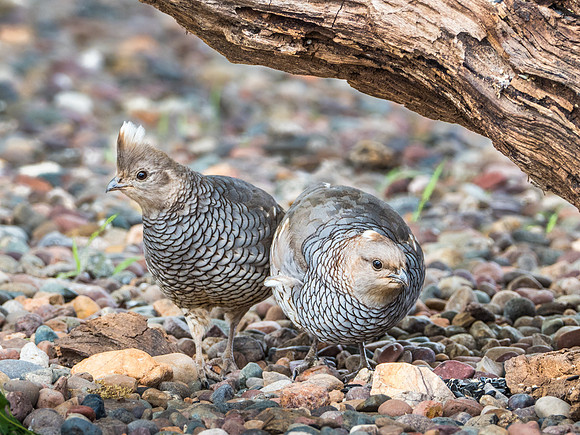 Scaled Quail Pair