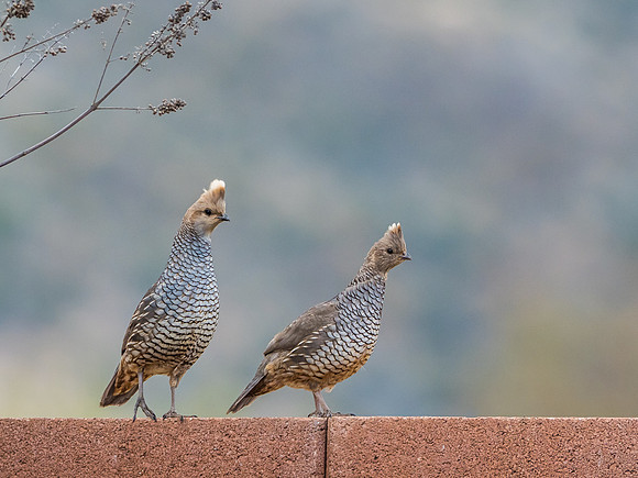 Scaled Quail Pair