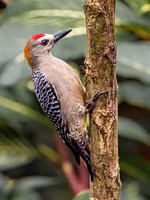 Hoffmann's Woodpecker