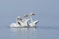 Japan Wildlife