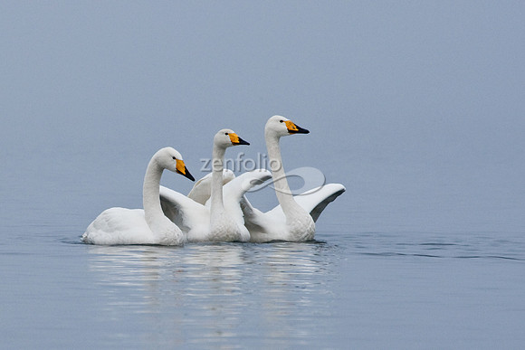Whooper Swans