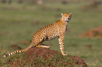 Cheetah