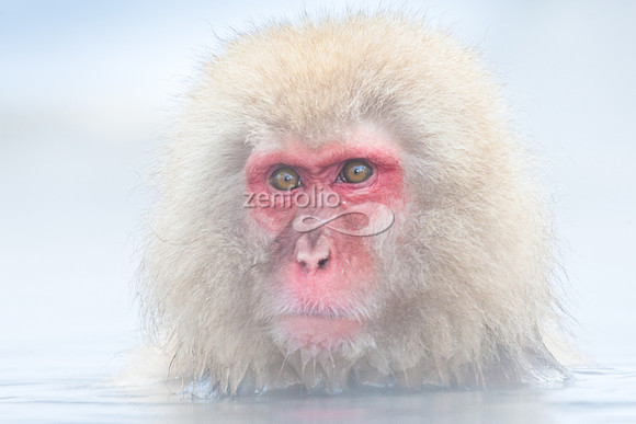 Japanese Macaque
