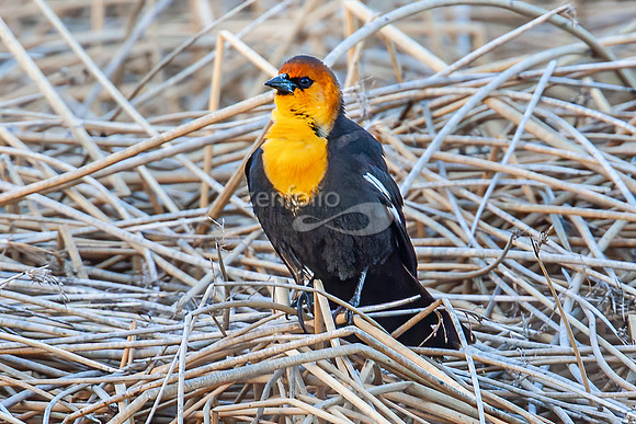 Yellow Headed Blackbird