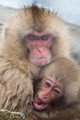 Japan Wildlife