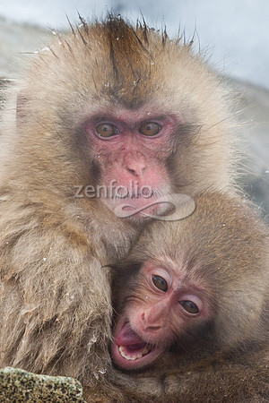 Japanese Macaque