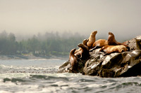 Steller Sea Lions