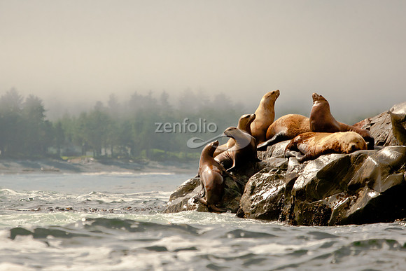 Steller Sea Lions