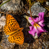 Great Spangled Fritillary