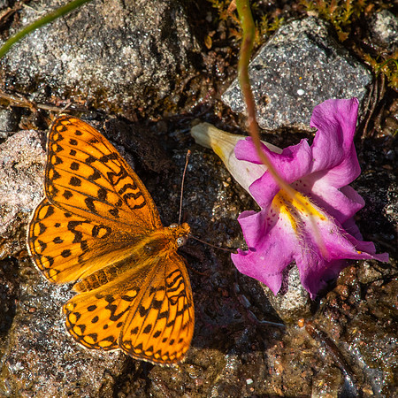 Great Spangled Fritillary