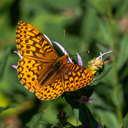 North Western Fritillary