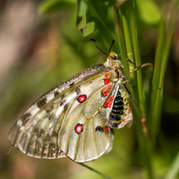 Clodius Parnassias